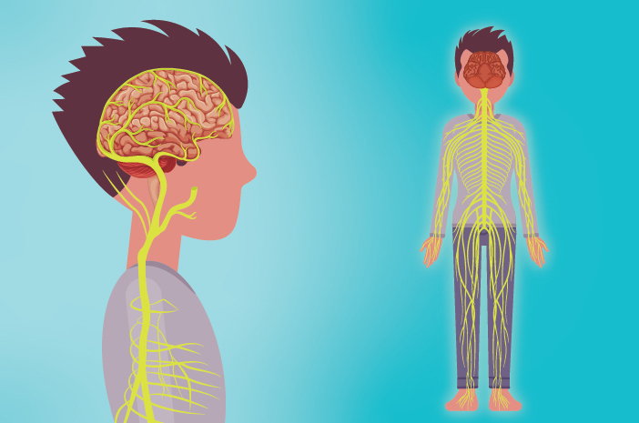 7 حقائق عن الجهاز العصبي في جسم الإنسان