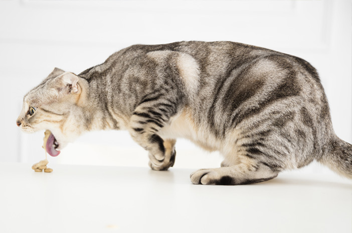 6 أعراض وطرق للتغلب على قطة مسمومة