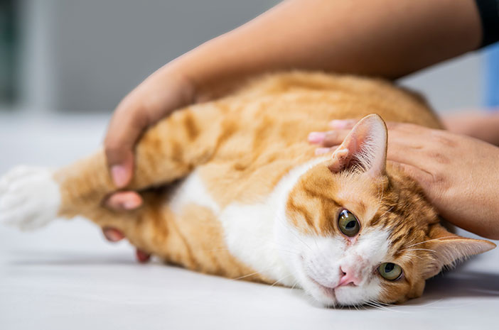 احذر من مرض الدويدي الجلدي في القطط الأليفة