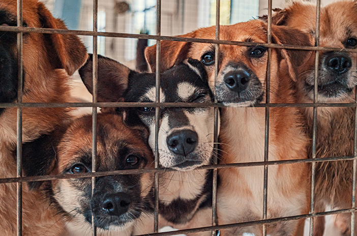 Ketahui Perbezaan Antara Anjing Negara dan Anjing Tulen