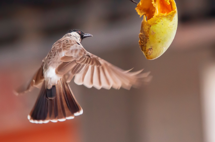 Finch Kuşları İçin Çeşitli Sağlıklı Gıda Türleri