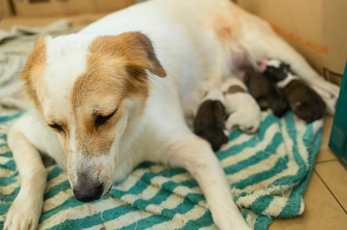 6 caratteristiche dei cani in gravidanza e del desiderio di partorire