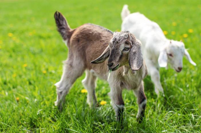 Il consumo di siluri di capra aumenta la vitalità?