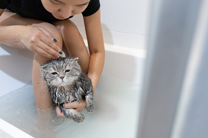 อย่าประมาท นี่คือวิธีอาบน้ำลูกแมวเปอร์เซียที่ถูกต้อง
