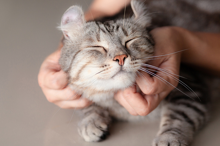 วิธีป้องกันโรคผิวหนังในแมว