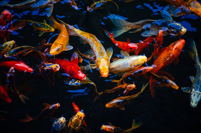 7 болести, към които рибите Koi са уязвими