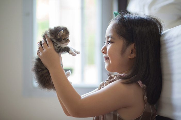 Bisogno di sapere, questi sono 5 modi giusti per prendersi cura dei gatti d'angora