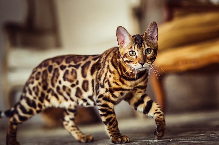 Знайте 7 интересни факта за бенгалските котки