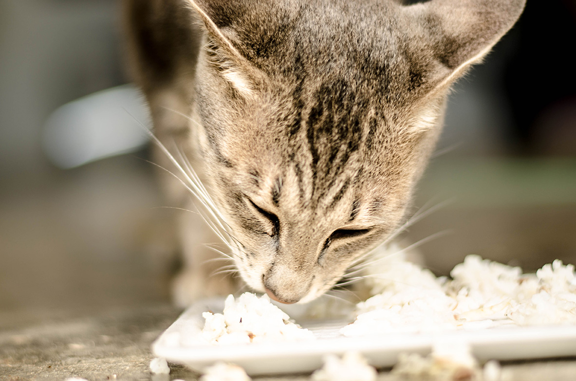 أعط الأرز كغذاء للقطط ، هل هناك خطر؟