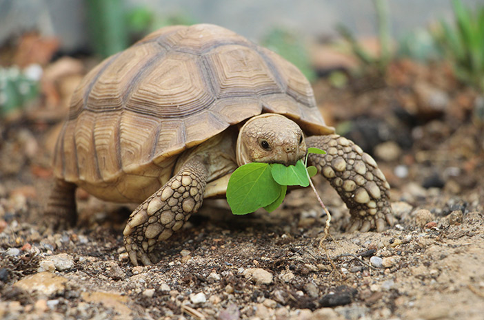 Mengenal Sulcata Tortoise Lebih Dekat dengan Terancam