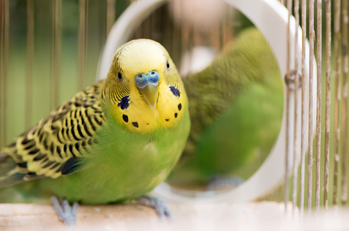 Факти за папагалите с красиви форми