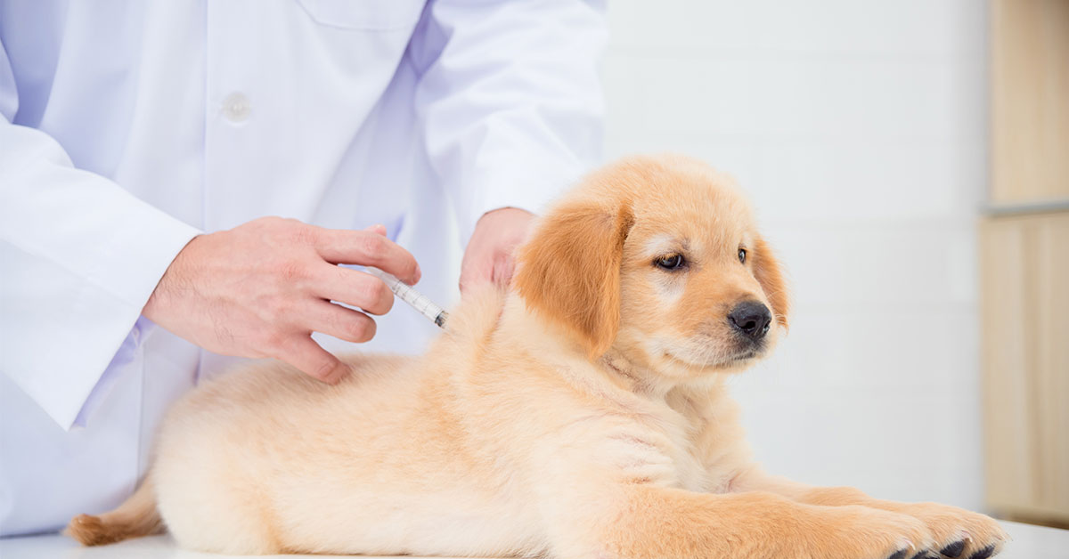 Qual è il momento migliore per vaccinare un cane?