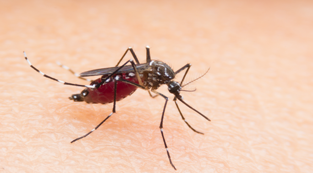 12 sintomi della malaria a cui prestare attenzione