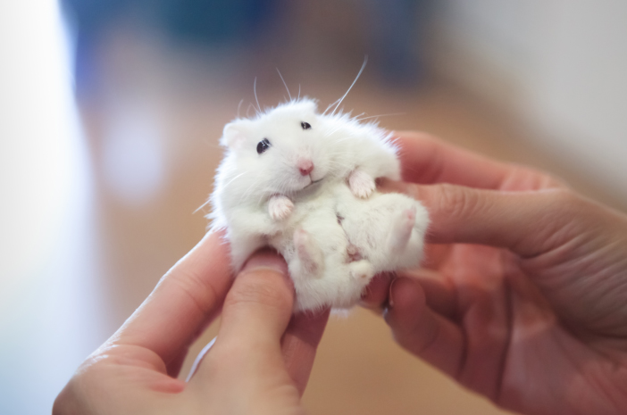 Ini adalah cara menjaga hamster bayi agar sihat dan cepat berpuasa