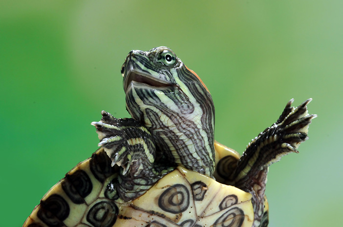 Inilah Cara Memupuk Kura-kura Brazil di Rumah