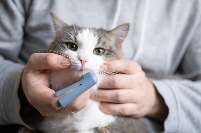 Hai bisogno di cure odontoiatriche per rimuovere la placca nei gatti?