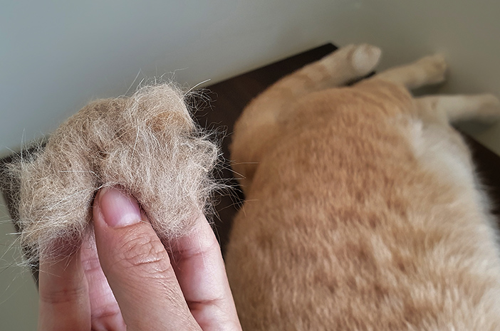 Gatti che soffrono di boli di pelo, ecco come superarli