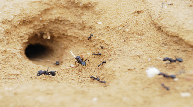 Tidak perlu jijik, berikut adalah 10 kebaikan sarang semut