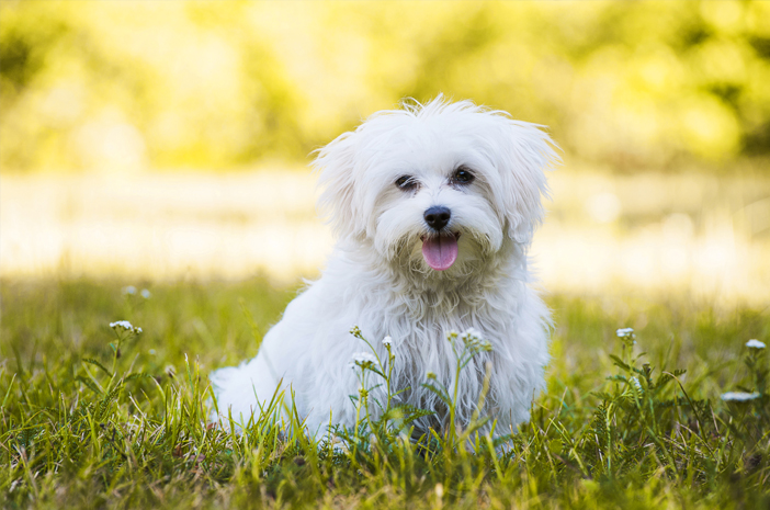Запознайте се с 5 интересни факта за малтийските кучета