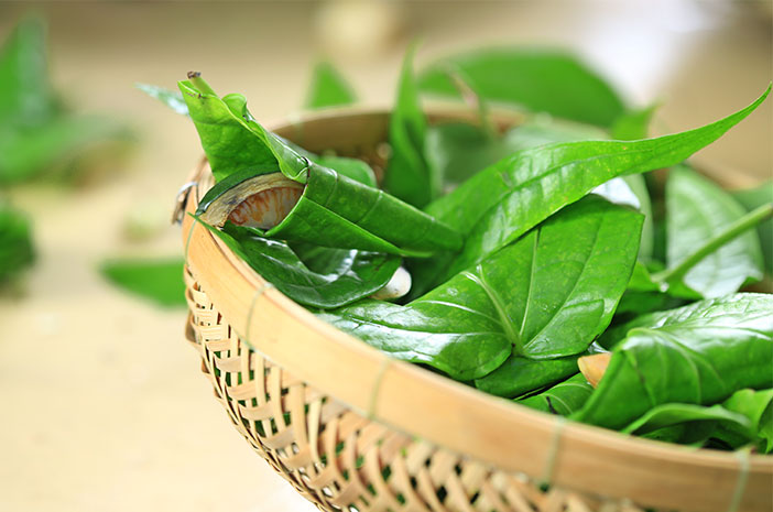 Adakah benar bahawa minum air rebusan daun sirih dapat melegakan gatal-gatal?