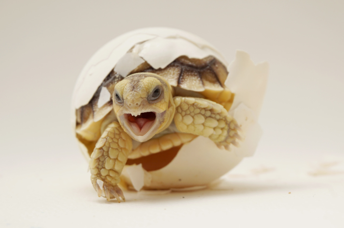 6 Fakta Menarik tentang Kura-kura Sulcata