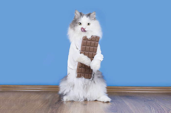 هل القطط آمنة لتناول الشوكولاتة؟