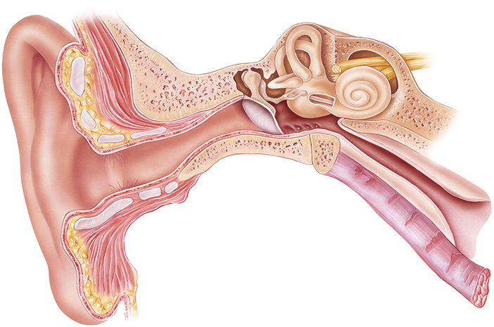 Conoscere la funzione e l'anatomia dell'orecchio interno