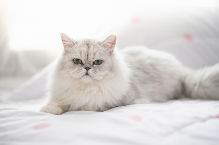 5 вида котки, които имат плоска и върхова коса