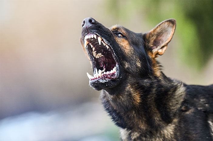 Questo è il motivo per cui devi iniettare il vaccino contro la rabbia dopo essere stato morso da un cane