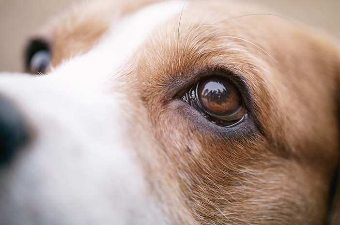 6 ปัญหาสายตาที่อาจส่งผลต่อสุนัข