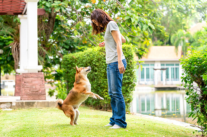4 трика за обучение на кучета да бъдат послушни от дете
