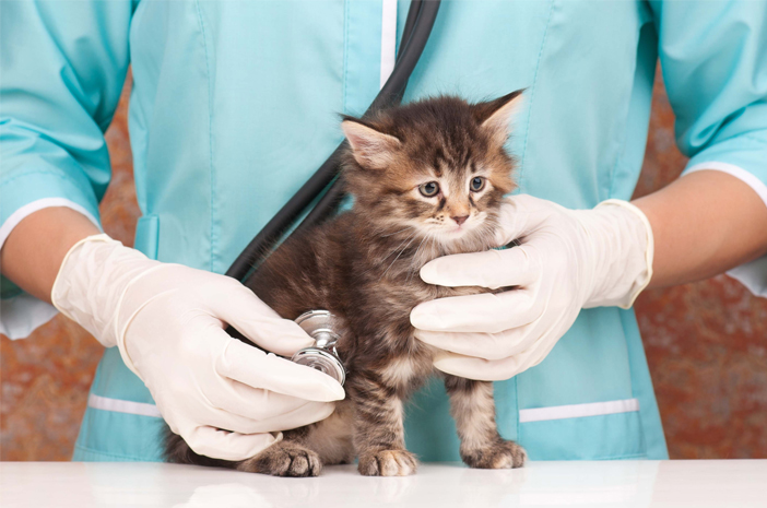 Bir evcil kedinin toksoplazmoza yakalanmaması için nasıl tedavi edilir?