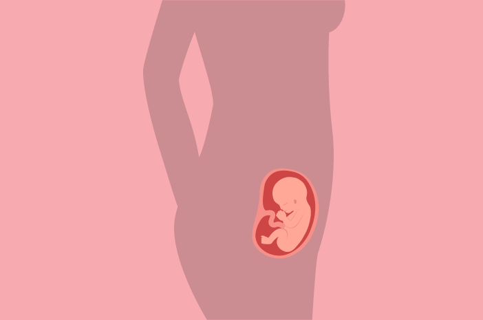 胎児の発育年齢16週