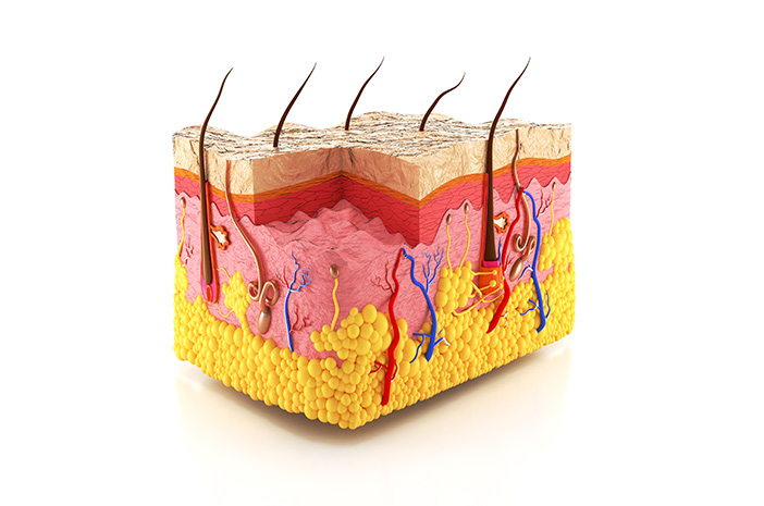 3 функции на анатомията на кожата за човешкото тяло
