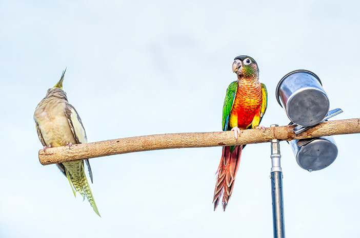 Ето защо папагалите могат да имитират човешки глас