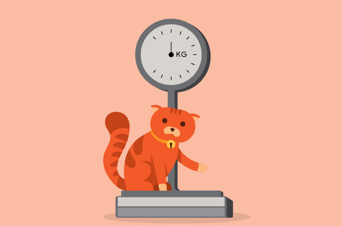 Come conoscere il peso corporeo ideale per un gatto?