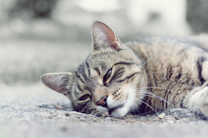 猫の便秘を治療するためにバージンココナッツオイルを使用する方法
