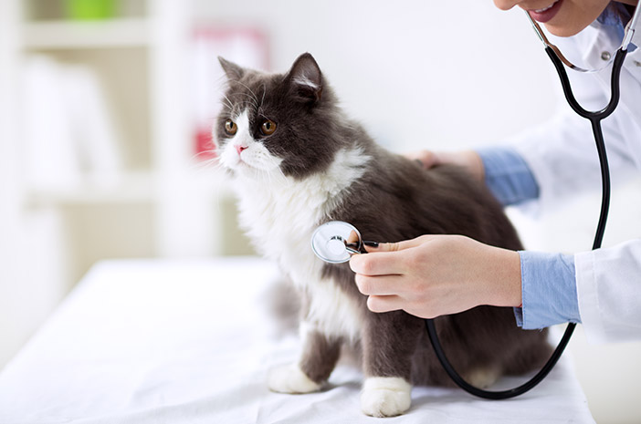 Ini Menyebabkan Kucing Haiwan Peliharaan Mendapatkan Penyakit Buah Pinggang