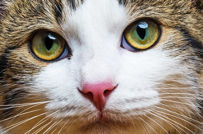 سبب وجود عيون القط المكفوف ، هل هو خطير؟