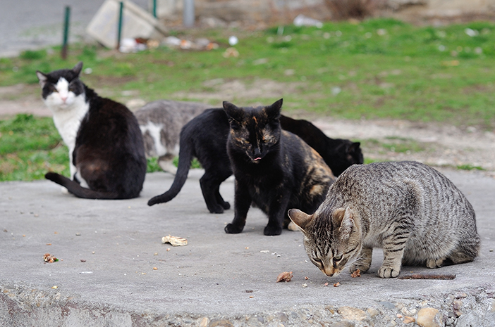 Това е обяснение на състезанието с котки Kampung