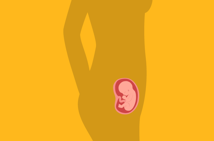 胎児の発育年齢14週