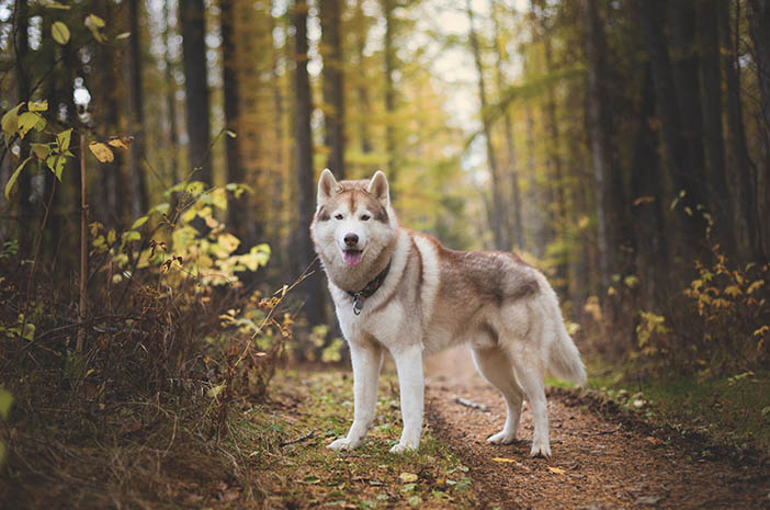 Ketahui 7 Fakta Menarik Tentang Anjing Husky