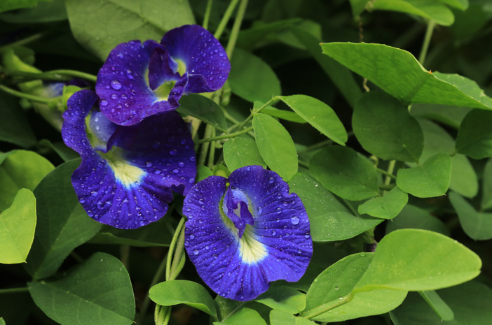 Рядко известни, тези 7 ползи от цветята Telang за здравето