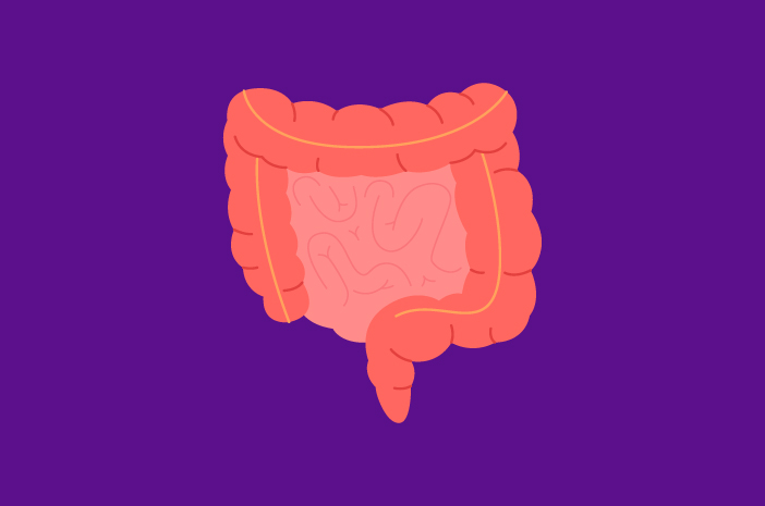 Ecco come funziona l'intestino tenue per il processo digestivo