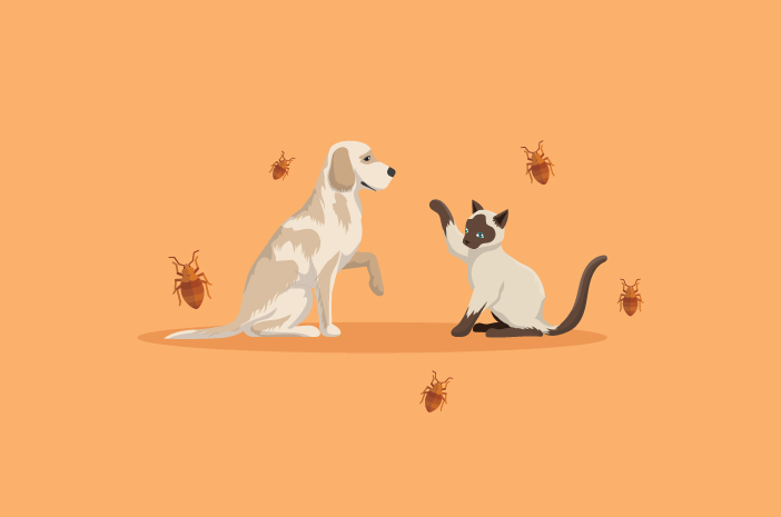 猫と犬のノミは人間に感染する可能性がありますか？